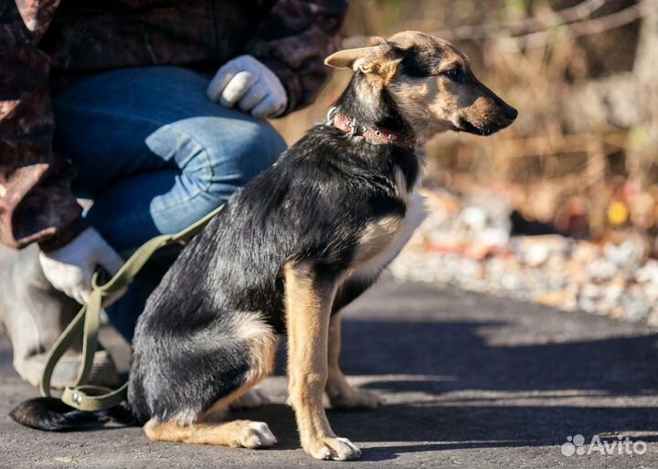 Щенок девочка Молли