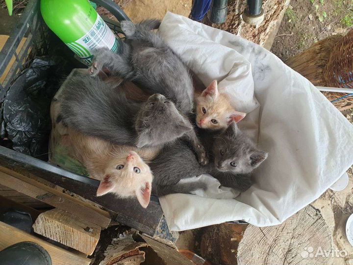 Котята отдам бесплатно
