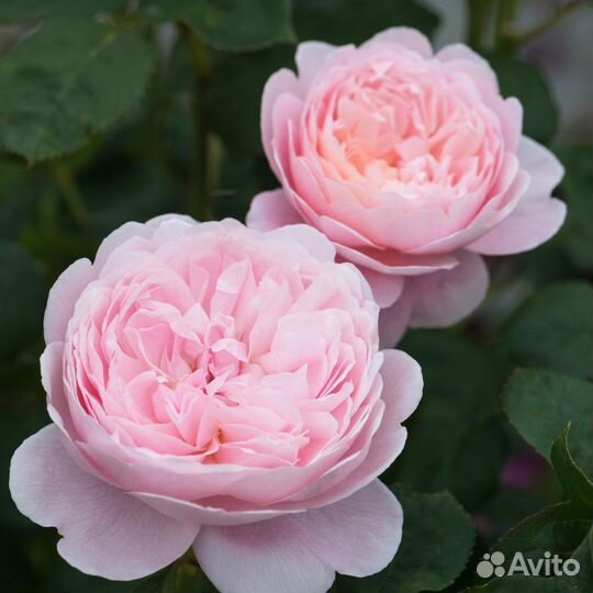 Саженцы роз зкс