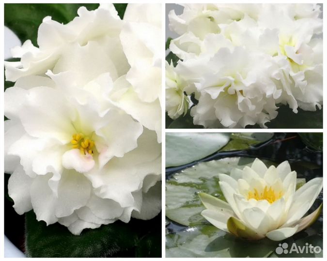 Фиалка солнышко