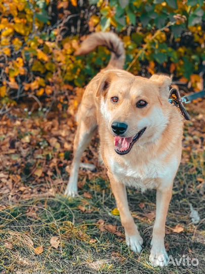 Рыжуля. Чудо-собака в добрые руки