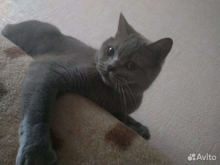 Британская кошка в добрые руки