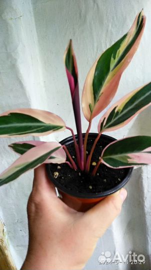 Строманта триколор