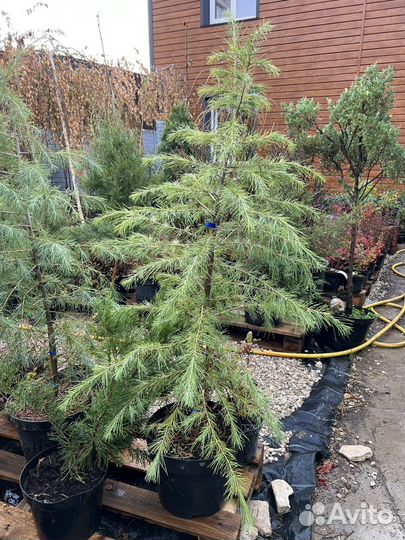 Кедр гималайский