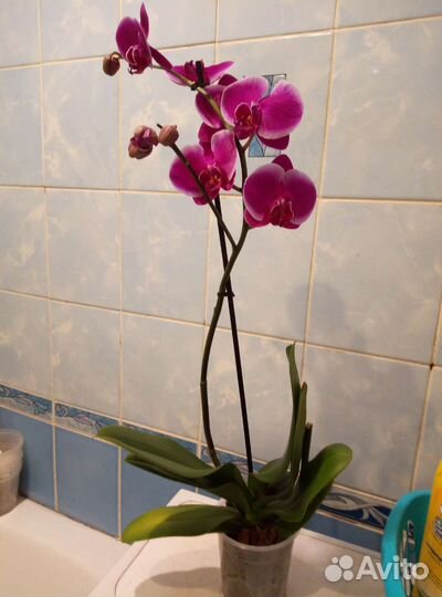 Коллекционные орхидеи
