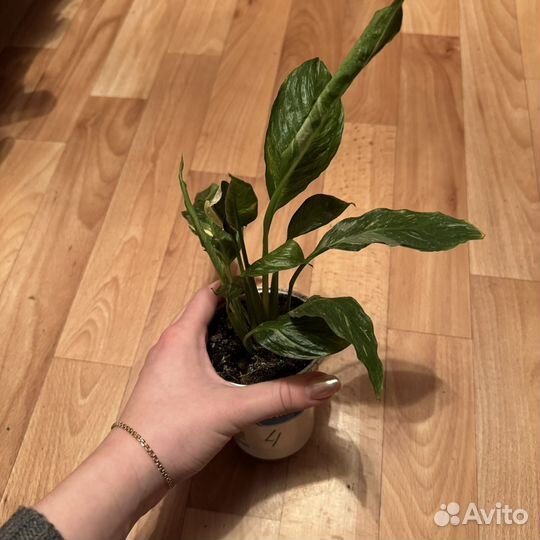 Спатифиллум Домино