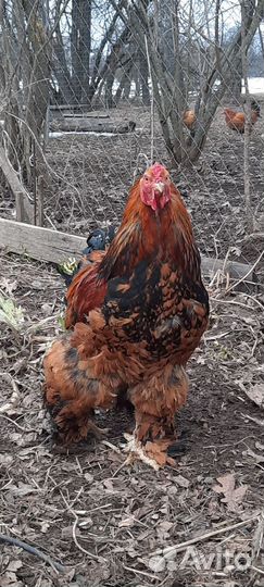 Петухи Павловское золото и Брама