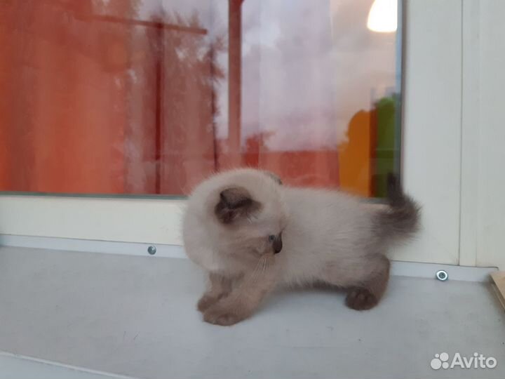 Отдам котят