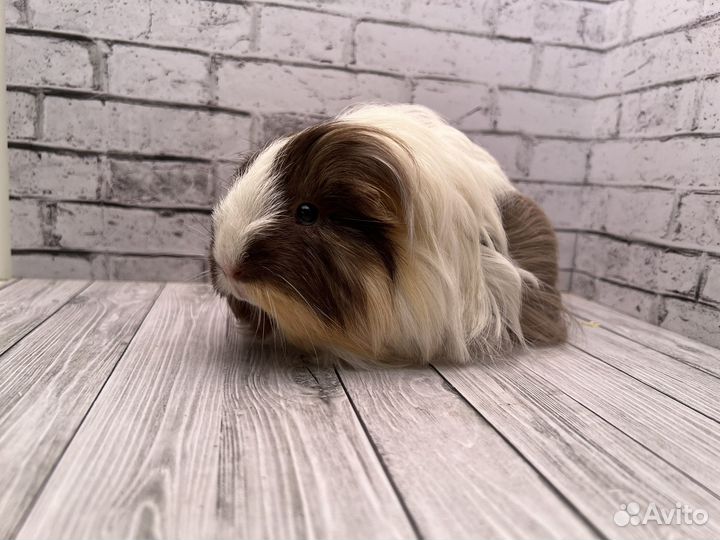 Морская свинка шелти девочка