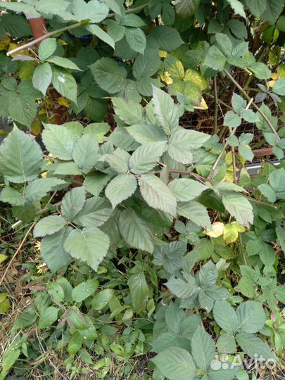 Плод растения малина ремонтантная ежевика крупная