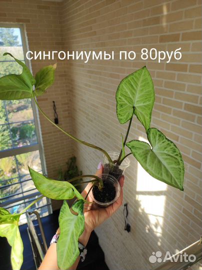 Ктенанта амагрис, монстера, сингониум и мн.др