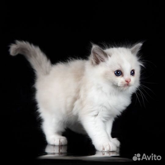 Котята рэгдолл