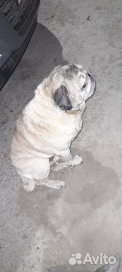 Мопс бесплатно