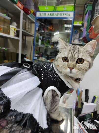 Одежда для собак и кошек