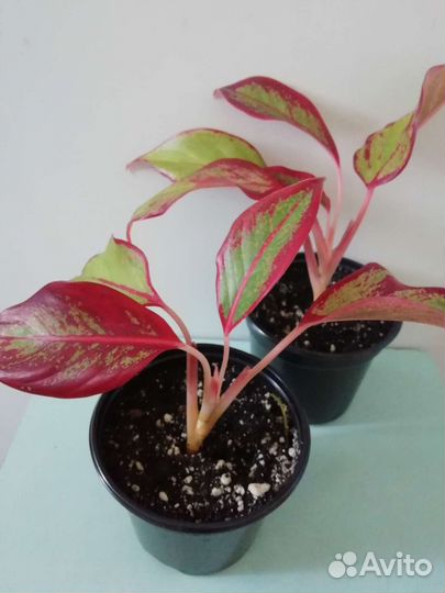 Аглонема крит, сингониум, фикусы, эписции