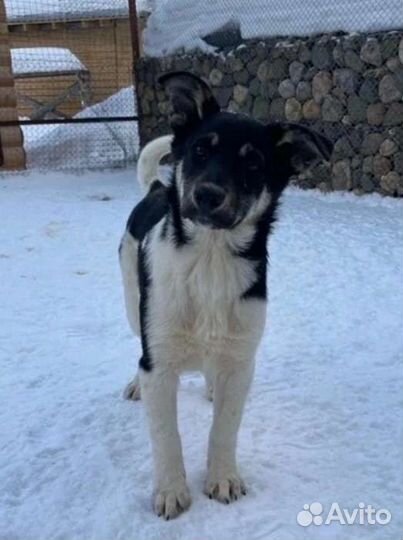 Собака в добрые руки щенок мальчик