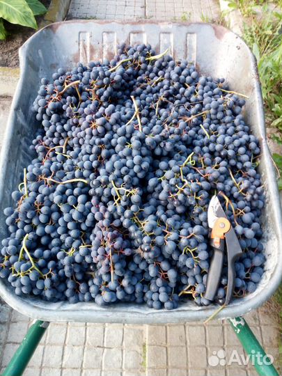 Черенки винограда винно-технического назначения