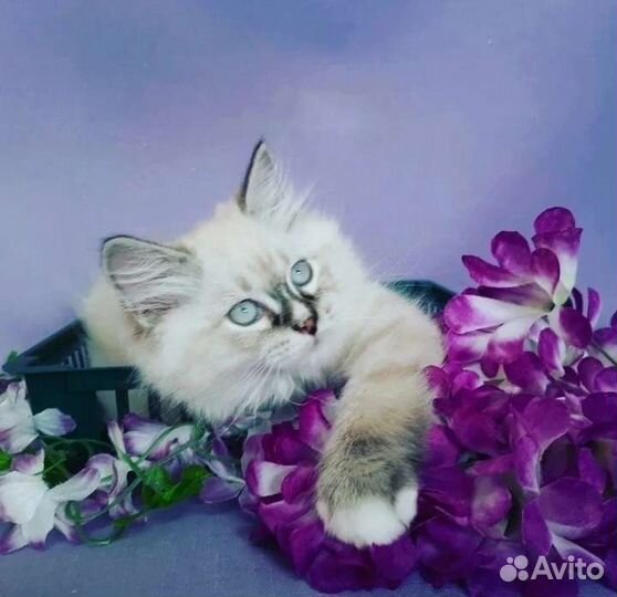 Невский маскарадный котенок