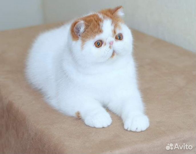 Экзоты из проф.питомника