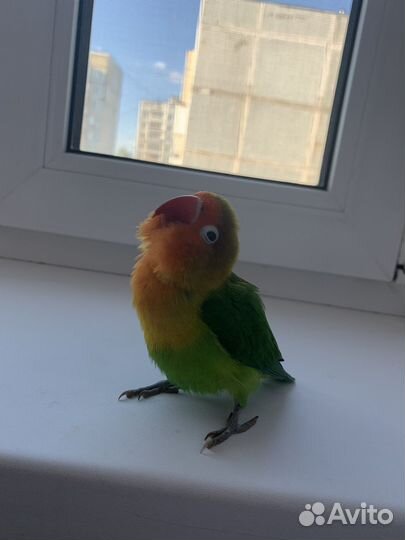 Попугай неразлучники ручные