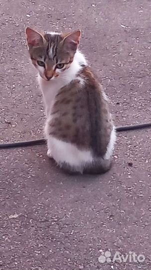 Котик в дар бесплатно