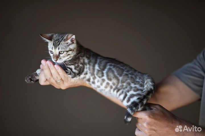 Котенок мальчик сепия