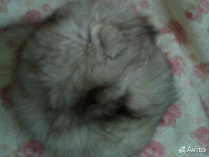 Шапка женская песец