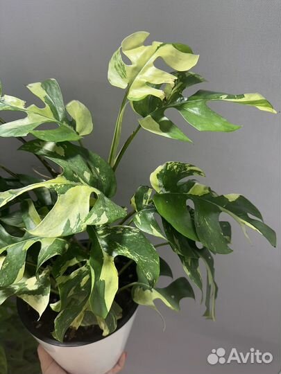 Рафидофора тетрасперма вариегатная