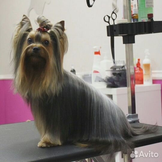 Элитный йоркширский терьер для вязки