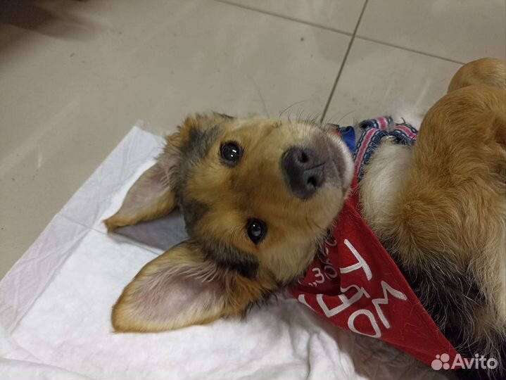 Щенок в добрые руки