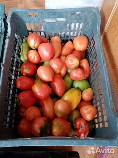 Помидоры домашние