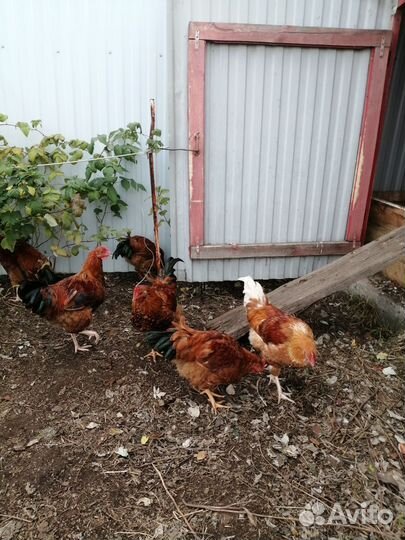 Петушки 5 месяцев. Кучинской породы