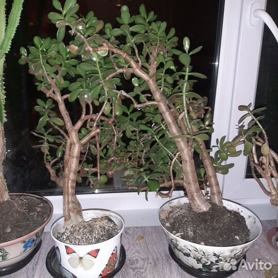 Кактус Молочай