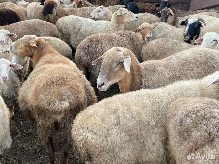 Овцы и бараны