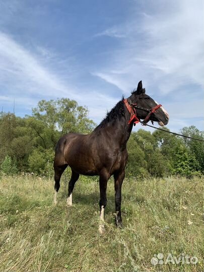 Лошадь кобыла