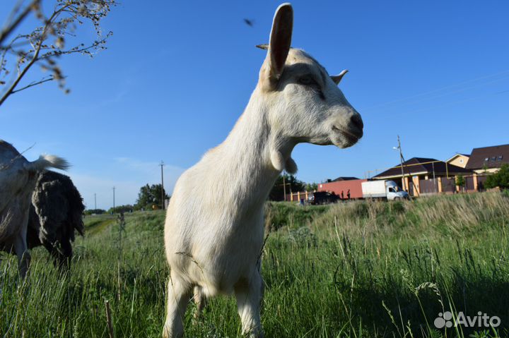 Козлики и козочки на племя