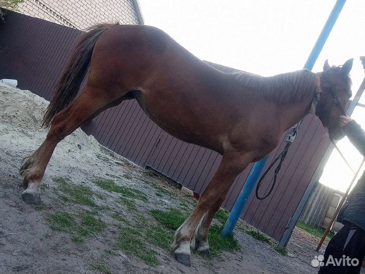 Лошади кобыла