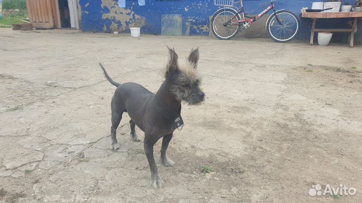 Мальчик ищет девочку, цена договорная