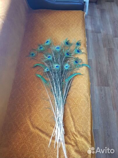 Перья павлина
