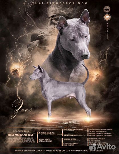 Вязка Тайский риджбек