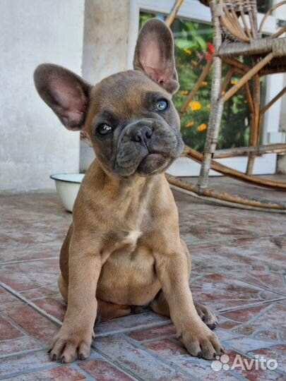 Голубо палевый французик