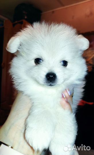 Щенки шпица