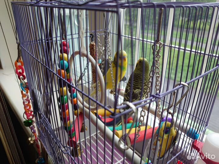 Пара попугаев с клеткой