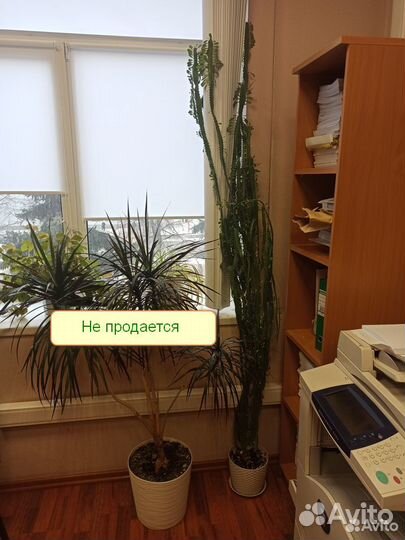 Молочай трехгранный