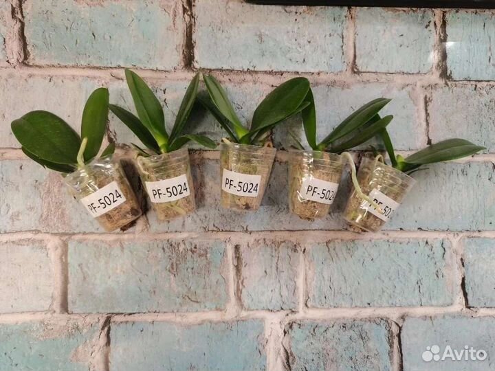 Орхидея Pink pollen