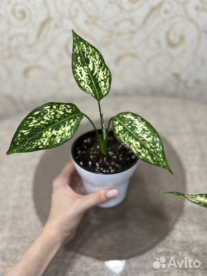 Агланеома Даймонд