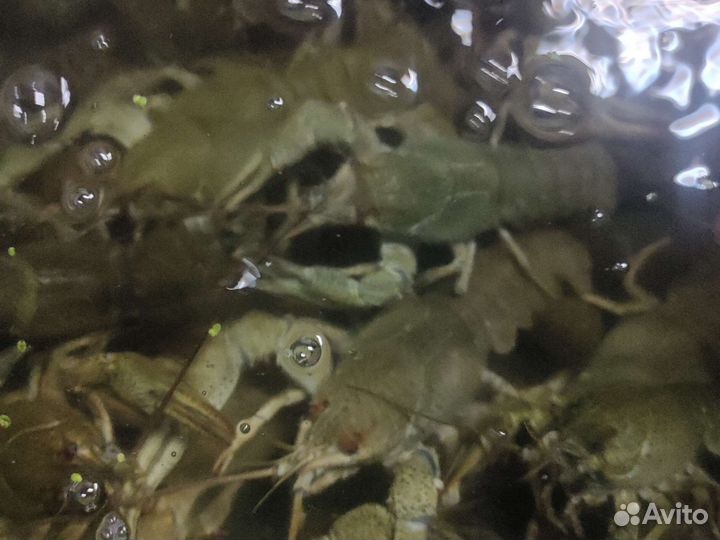 Раки живые опт