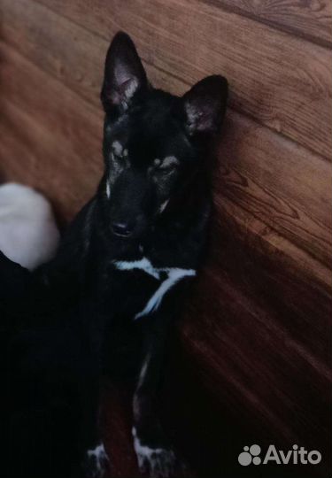 Щенок в добрые руки