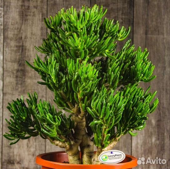 Крассула хоббит, корал и Хорн три