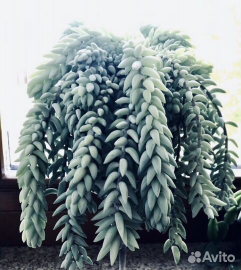 Очиток Моргана / Седум / Суккулент - отростки